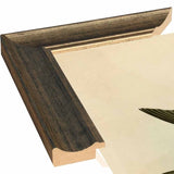 White Bellied Swallow-VINAPP116475 Print 20"x13.5" by Vintage Apple Collection
