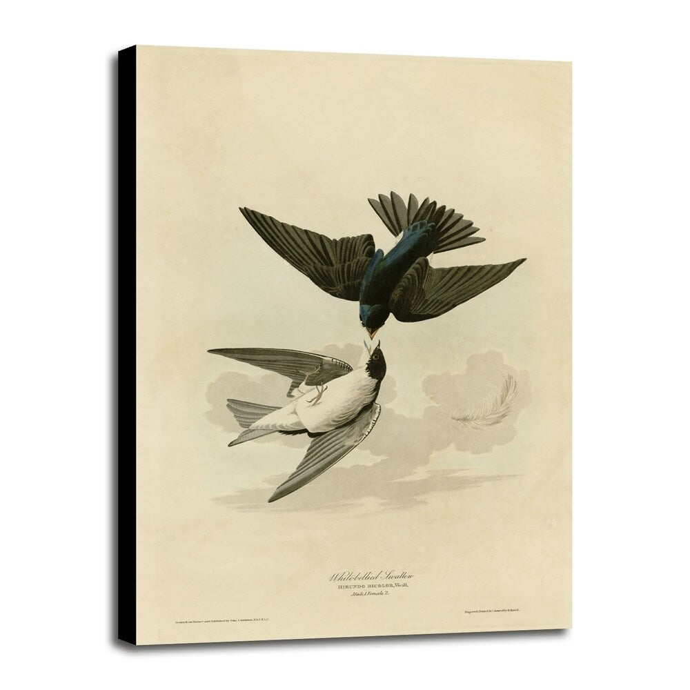 White Bellied Swallow-VINAPP116475 Print 20"x13.5" by Vintage Apple Collection