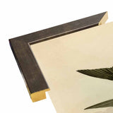 White Bellied Swallow-VINAPP116475 Print 20"x13.5" by Vintage Apple Collection