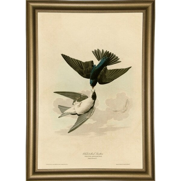 White Bellied Swallow-VINAPP116475 Print 20"x13.5" by Vintage Apple Collection