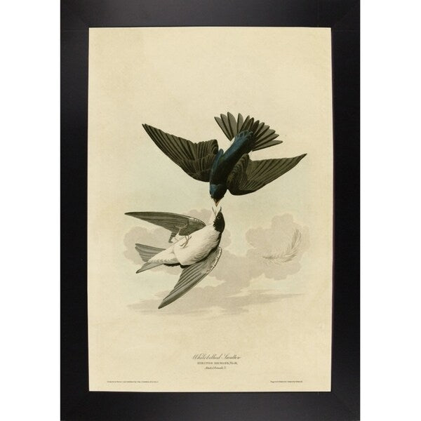 White Bellied Swallow-VINAPP116475 Print 20"x13.5" by Vintage Apple Collection