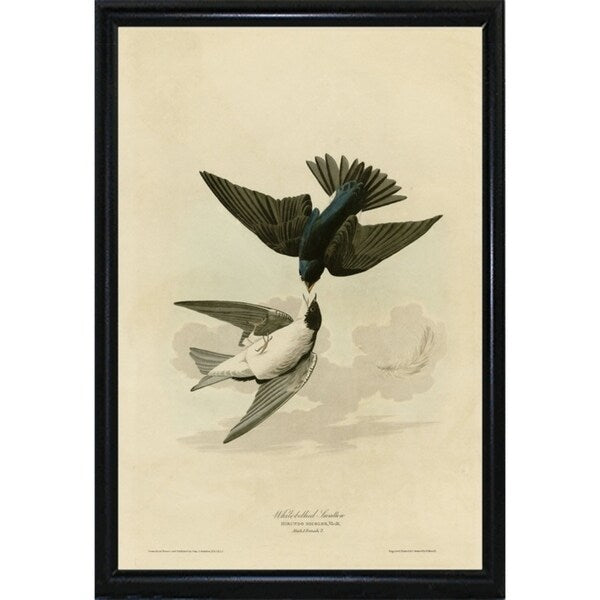 White Bellied Swallow-VINAPP116475 Print 20"x13.5" by Vintage Apple Collection