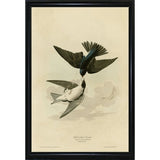 White Bellied Swallow-VINAPP116475 Print 20"x13.5" by Vintage Apple Collection