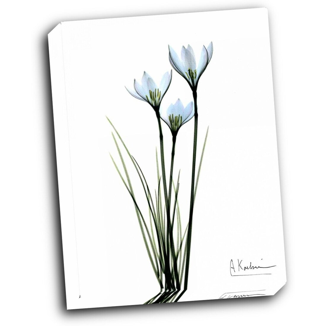 White Rain Lily 16x20 Gallery Wrapped Stretched Canvas