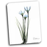 White Rain Lily 16x20 Gallery Wrapped Stretched Canvas
