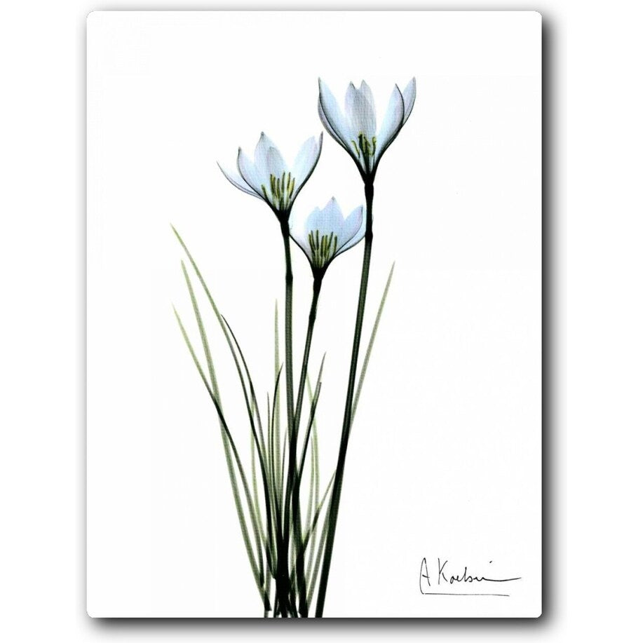 White Rain Lily 16x20 Gallery Wrapped Stretched Canvas