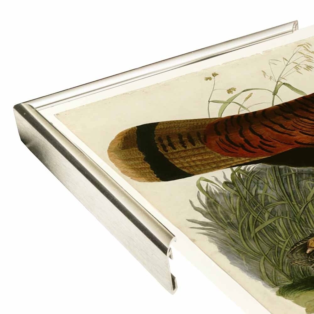 Wild Turkey-VINAPP116481 Print 13.75"x20" by Vintage Apple Collection