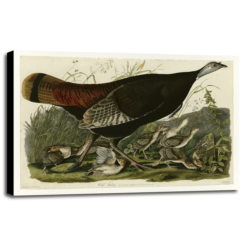 Wild Turkey-VINAPP116481 Print 13.75"x20" by Vintage Apple Collection