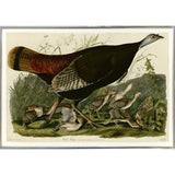 Wild Turkey-VINAPP116481 Print 13.75"x20" by Vintage Apple Collection