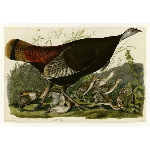 Wild Turkey-VINAPP116481 Print 13.75"x20" by Vintage Apple Collection