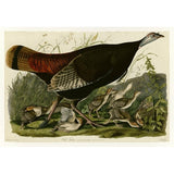Wild Turkey-VINAPP116481 Print 13.75"x20" by Vintage Apple Collection