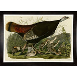 Wild Turkey-VINAPP116481 Print 13.75"x20" by Vintage Apple Collection