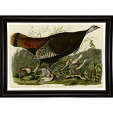 Wild Turkey-VINAPP116481 Print 13.75"x20" by Vintage Apple Collection