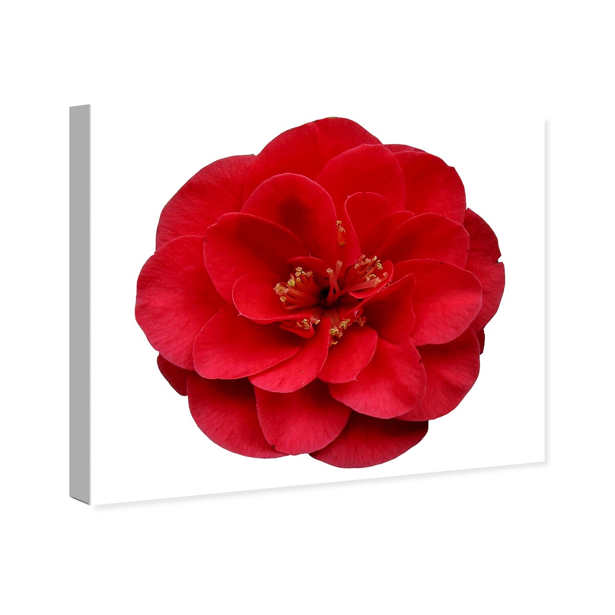 Wynwood Studio Canvas Floral and Botanical Red Floral Red and Modern & Contemporary Wall Art Canvas Print