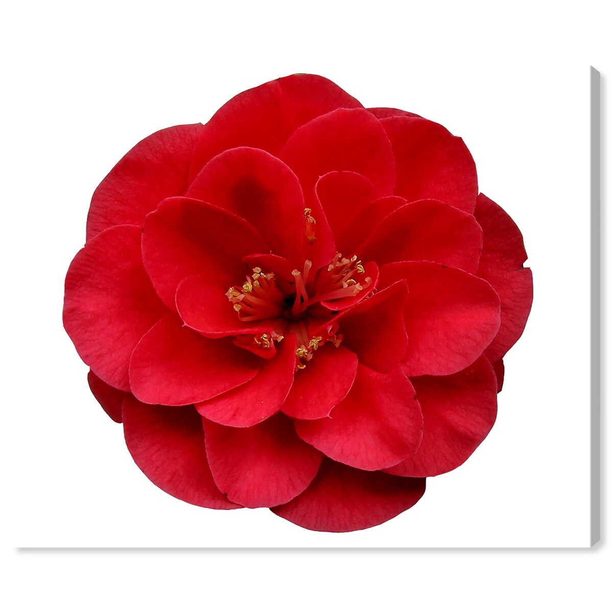 Wynwood Studio Canvas Floral and Botanical Red Floral Red and Modern & Contemporary Wall Art Canvas Print