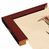 Yellowbackedwarbler-VINAPP116489 Print 20"x12.5" by Vintage Apple Collection