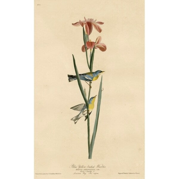 Yellowbackedwarbler-VINAPP116489 Print 20"x12.5" by Vintage Apple Collection