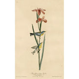 Yellowbackedwarbler-VINAPP116489 Print 20"x12.5" by Vintage Apple Collection