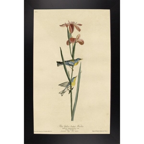 Yellowbackedwarbler-VINAPP116489 Print 20"x12.5" by Vintage Apple Collection