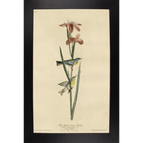 Yellowbackedwarbler-VINAPP116489 Print 20"x12.5" by Vintage Apple Collection