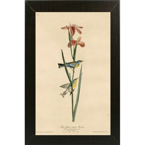 Yellowbackedwarbler-VINAPP116489 Print 20"x12.5" by Vintage Apple Collection