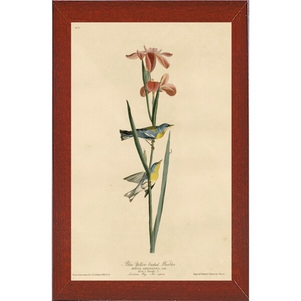 Yellowbackedwarbler-VINAPP116489 Print 20"x12.5" by Vintage Apple Collection