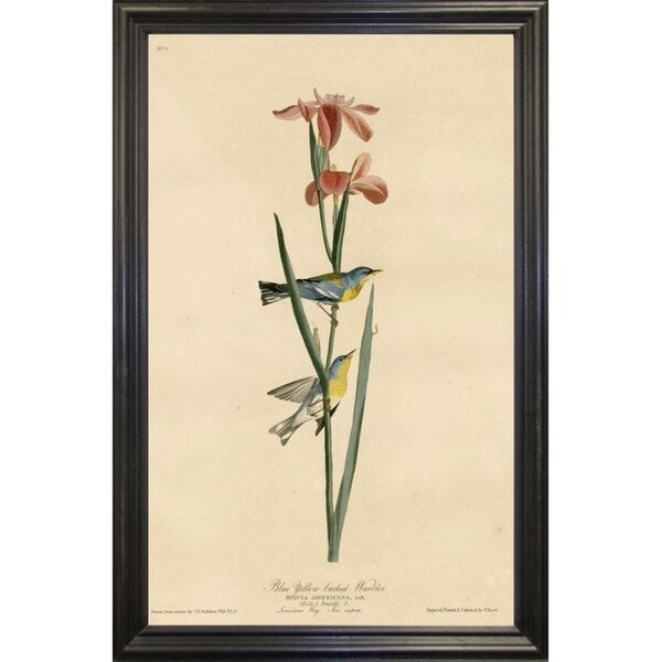 Yellowbackedwarbler-VINAPP116489 Print 20"x12.5" by Vintage Apple Collection