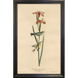 Yellowbackedwarbler-VINAPP116489 Print 20"x12.5" by Vintage Apple Collection