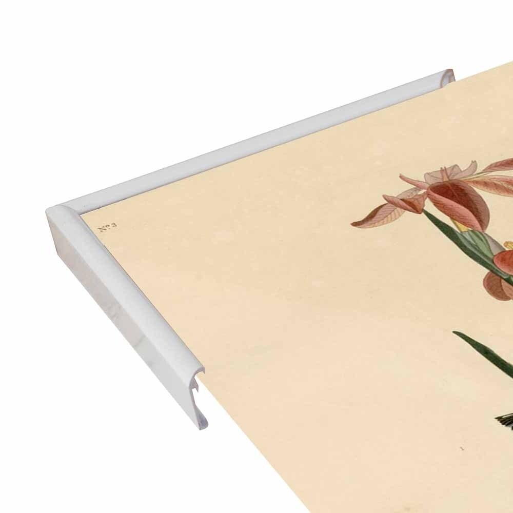 Yellowbackedwarbler-VINAPP116489 Print 20"x12.5" by Vintage Apple Collection