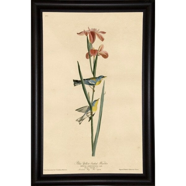Yellowbackedwarbler-VINAPP116489 Print 20"x12.5" by Vintage Apple Collection