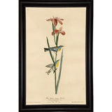 Yellowbackedwarbler-VINAPP116489 Print 20"x12.5" by Vintage Apple Collection