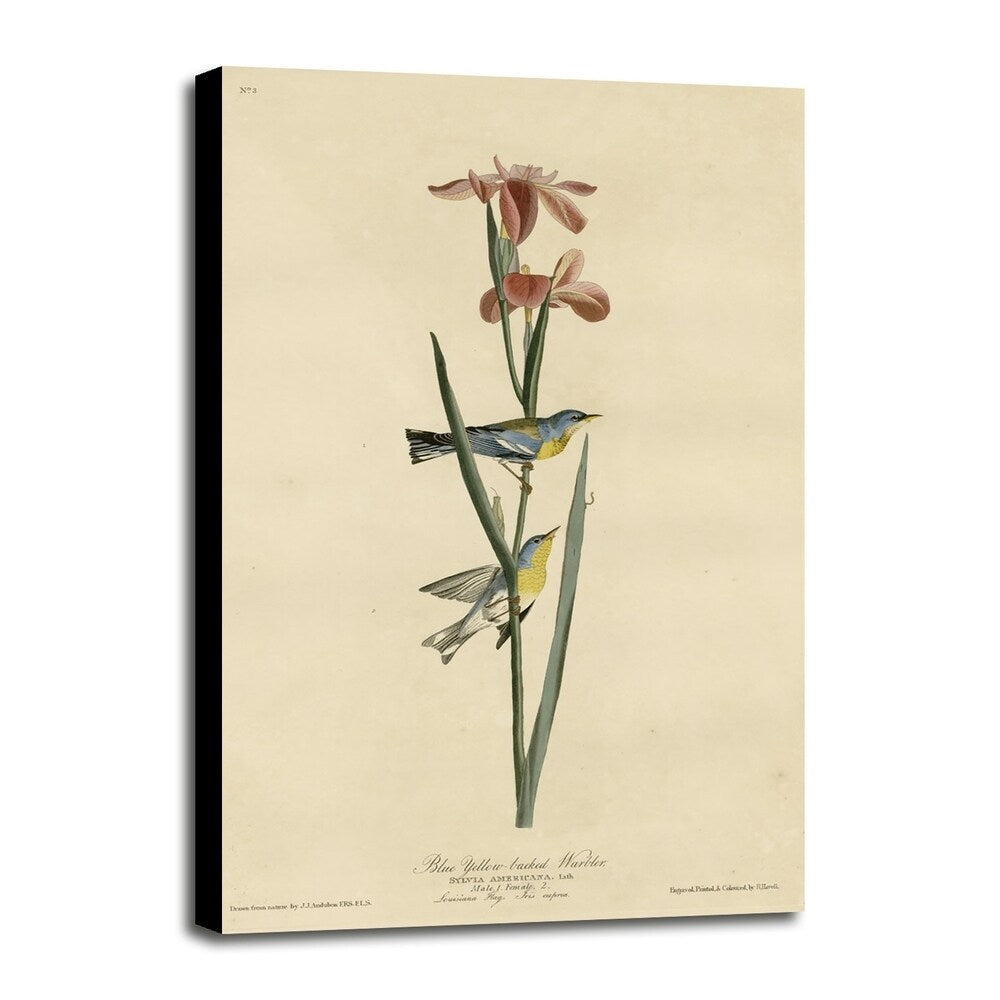 Yellowbackedwarbler-VINAPP116489 Print 20"x12.5" by Vintage Apple Collection