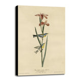 Yellowbackedwarbler-VINAPP116489 Print 20"x12.5" by Vintage Apple Collection