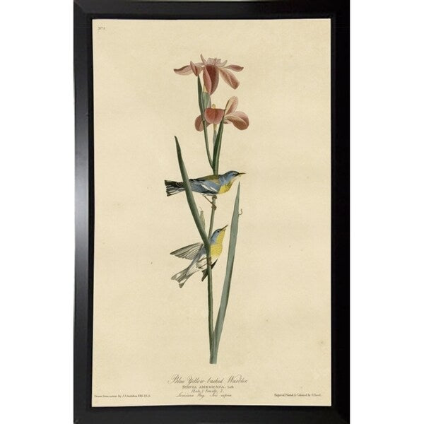Yellowbackedwarbler-VINAPP116489 Print 20"x12.5" by Vintage Apple Collection