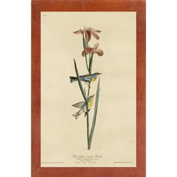 Yellowbackedwarbler-VINAPP116489 Print 20"x12.5" by Vintage Apple Collection