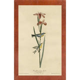 Yellowbackedwarbler-VINAPP116489 Print 20"x12.5" by Vintage Apple Collection