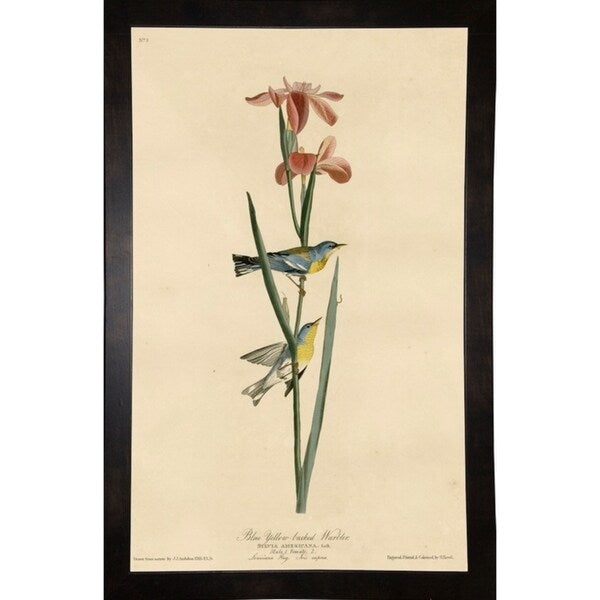 Yellowbackedwarbler-VINAPP116489 Print 20"x12.5" by Vintage Apple Collection