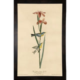 Yellowbackedwarbler-VINAPP116489 Print 20"x12.5" by Vintage Apple Collection