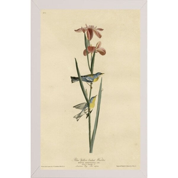Yellowbackedwarbler-VINAPP116489 Print 20"x12.5" by Vintage Apple Collection