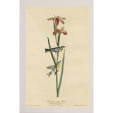 Yellowbackedwarbler-VINAPP116489 Print 20"x12.5" by Vintage Apple Collection