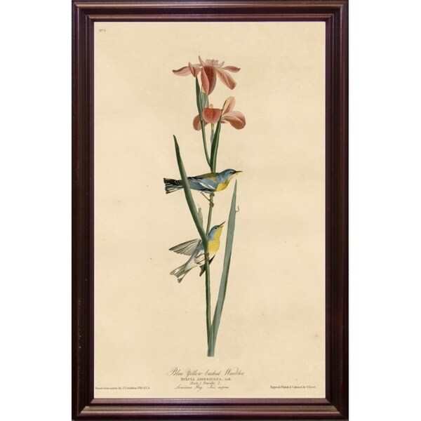 Yellowbackedwarbler-VINAPP116489 Print 20"x12.5" by Vintage Apple Collection
