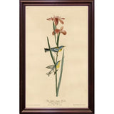 Yellowbackedwarbler-VINAPP116489 Print 20"x12.5" by Vintage Apple Collection