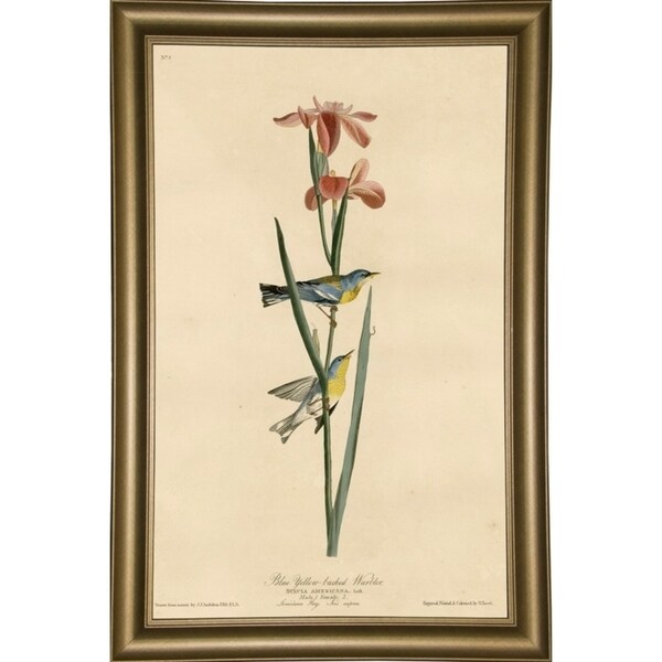 Yellowbackedwarbler-VINAPP116489 Print 20"x12.5" by Vintage Apple Collection