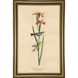 Yellowbackedwarbler-VINAPP116489 Print 20"x12.5" by Vintage Apple Collection