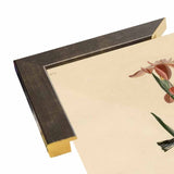 Yellowbackedwarbler-VINAPP116489 Print 20"x12.5" by Vintage Apple Collection