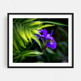 York Pennsylvania Flora Photography Botanical Fern Art Print/Poster