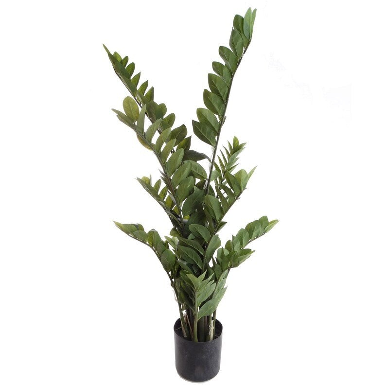 Zamifolia , 43 Inch Artificial w 220 Real Touch Leaves in Black Pot - 43 Inches