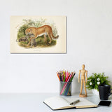 iCanvas "A Monograph Of The Felidae, Or Family Of The Cats By Daniel Giraund II" by Natural History Museum (UK) Canvas Print