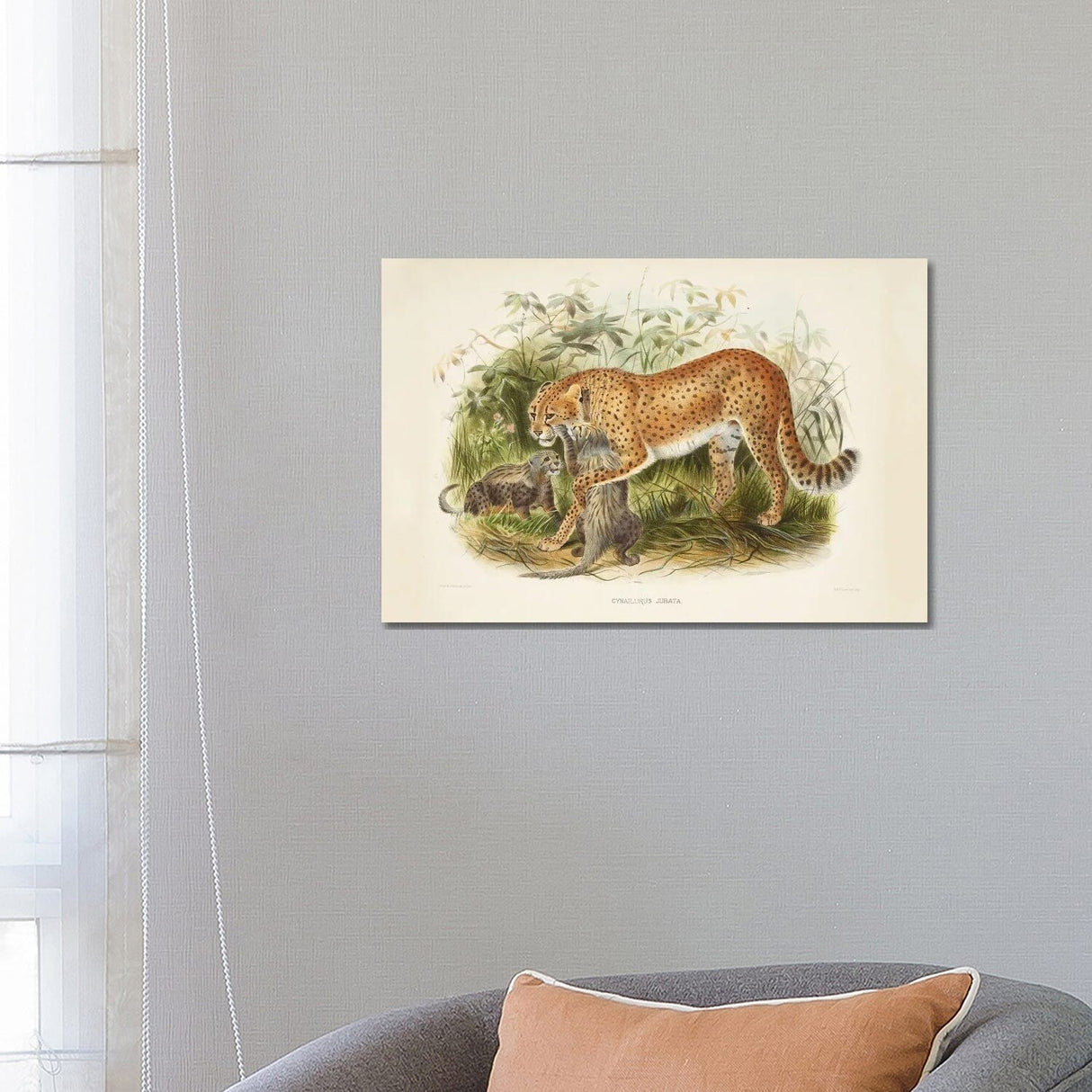 iCanvas "A Monograph Of The Felidae, Or Family Of The Cats By Daniel Giraund II" by Natural History Museum (UK) Canvas Print