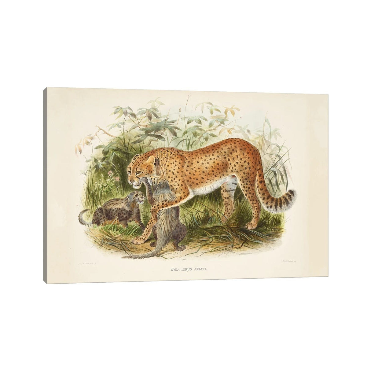 iCanvas "A Monograph Of The Felidae, Or Family Of The Cats By Daniel Giraund II" by Natural History Museum (UK) Canvas Print